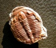 Elrathia kingi (Meek 1870)