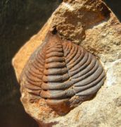 Dalmanitina socialis (BARRANDE, 1846)