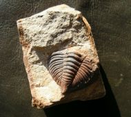 Dalmanitina socialis (BARRANDE, 1846)