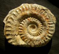 Hildoceras sublevisoni Fucini 1919