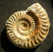 Hildoceras sublevisoni Fucini 1919