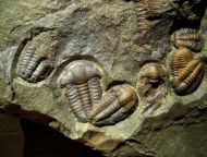 Ellipsocephalus hoffi (Schlotheim, 1823)