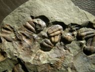 Ellipsocephalus hoffi (Schlotheim, 1823)