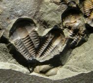 Ellipsocephalus hoffi (Schlotheim, 1823)