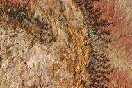 Cycleryon propinquus (Schlotheim, 1822)