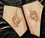 Cycleryon propinquus (Schlotheim, 1822)