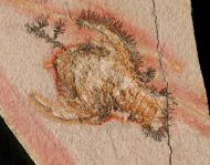 Cycleryon propinquus (Schlotheim, 1822)