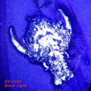 Cycleryon propinquus (Schlotheim, 1822)