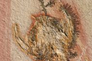 Cycleryon propinquus (Schlotheim, 1822)