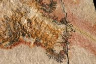 Cycleryon propinquus (Schlotheim, 1822)