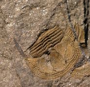 Deanaspis goldfussi (BARRANDE, 1846)