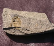 Deanaspis goldfussi (BARRANDE, 1846)