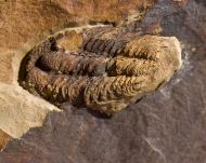 Conocoryphe heberti  (Munier-Chalmas and Bergeron, 1889)