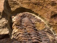 Conocoryphe heberti  (Munier-Chalmas and Bergeron, 1889)