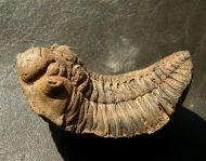 Eldredgeia venustus (WOLFART, 1968)