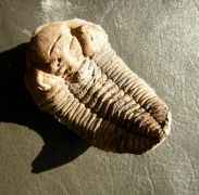 Eldredgeia venustus (WOLFART, 1968)