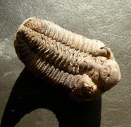 Eldredgeia venustus (WOLFART, 1968)