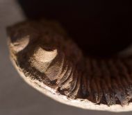 Eldredgeia venustus (WOLFART, 1968)