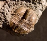 Telaeomarrolithus radiatus (MURCHISON, 1839)