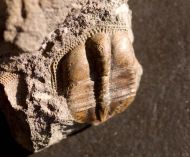 Telaeomarrolithus radiatus (MURCHISON, 1839)