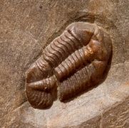 Ductina (ductina) ductifrons (R.& E.RICHTER 1923)