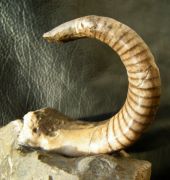 Cyrthoceratites depressum (Bronn, 1835)