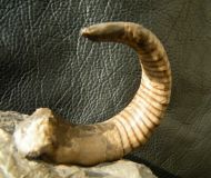 Cyrthoceratites depressum (Bronn, 1835)