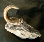 Cyrthoceratites depressum (Bronn, 1835)