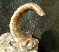 Cyrthoceratites depressum (Bronn, 1835)