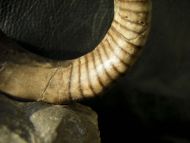 Cyrthoceratites depressum (Bronn, 1835)