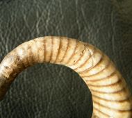 Cyrthoceratites depressum (Bronn, 1835)