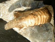 Cyrthoceratites depressum (Bronn, 1835)