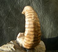 Cyrthoceratites depressum (Bronn, 1835)