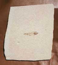 Leptolepides sprattiformis BLAINVILLE 1818