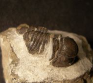 Gerastos cuvieri (STEININGER, 1831)