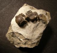 Gerastos cuvieri (STEININGER, 1831)