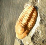 Agraulos ceticephalus (Barrande, 1846)