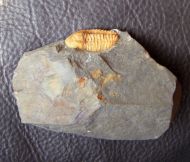 Agraulos ceticephalus (Barrande, 1846)