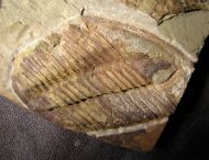 Conocoryphe heberti  (Munier-Chalmas and Bergeron, 1889)