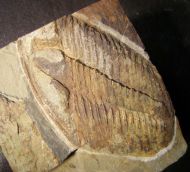 Conocoryphe heberti  (Munier-Chalmas and Bergeron, 1889)