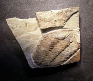 Conocoryphe heberti  (Munier-Chalmas and Bergeron, 1889)