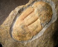 Ectillaenus hispanicus (Verneuil & Barrande 1856)