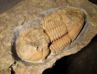 Ectillaenus hispanicus (Verneuil & Barrande 1856)