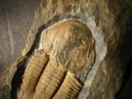 Ectillaenus hispanicus (Verneuil & Barrande 1856)
