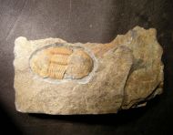 Ectillaenus hispanicus (Verneuil & Barrande 1856)