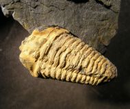 Neseuretus tristani BRONGNIART 1817