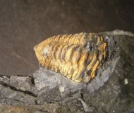 Neseuretus tristani BRONGNIART 1817