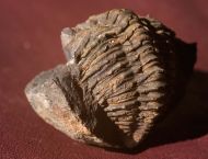 Plesiomalvinella pujravii (WOLFART, 1968)