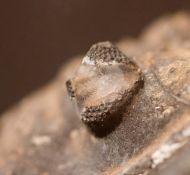 Plesiomalvinella pujravii (WOLFART, 1968)