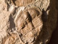 Telaeomarrolithus radiatus (MURCHISON, 1839)